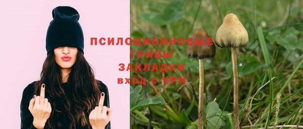 ПСИЛОЦИБИНОВЫЕ ГРИБЫ Гусев